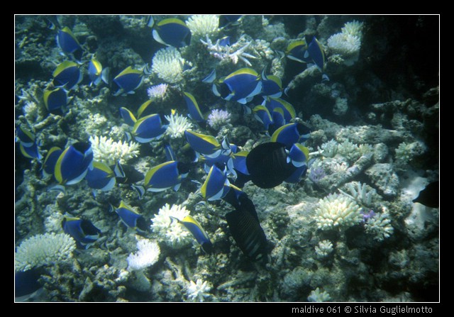 maldive 061.jpg