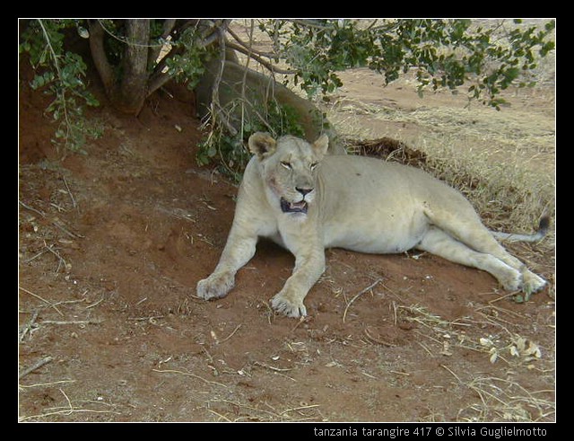 tanzania tarangire 417.jpg