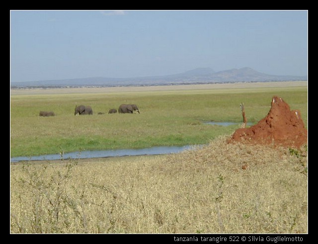 tanzania tarangire 522.jpg