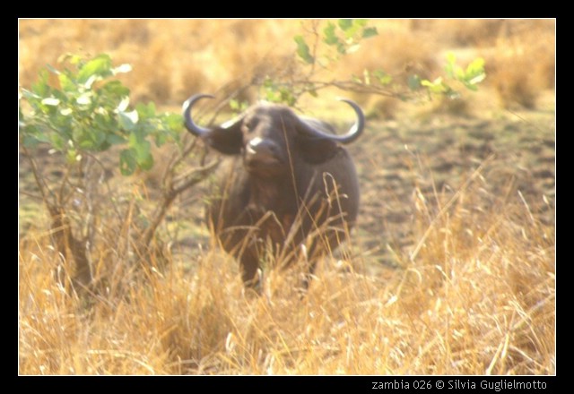 zambia 026.jpg