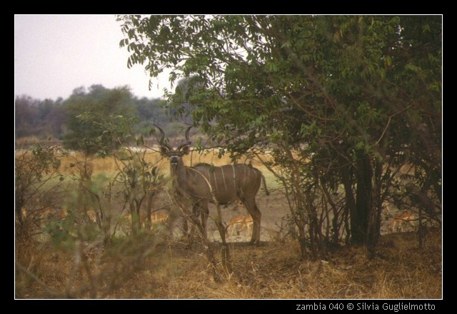 zambia 040.jpg