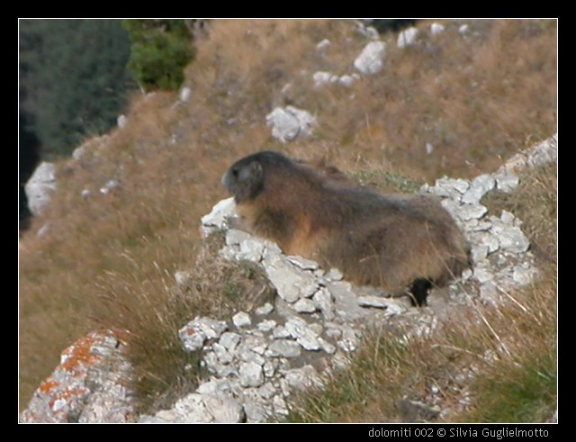 dolomiti 002.jpg