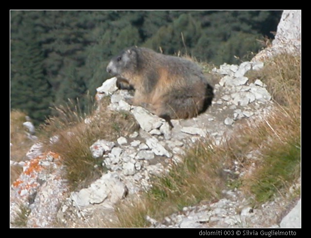 dolomiti 003.JPG