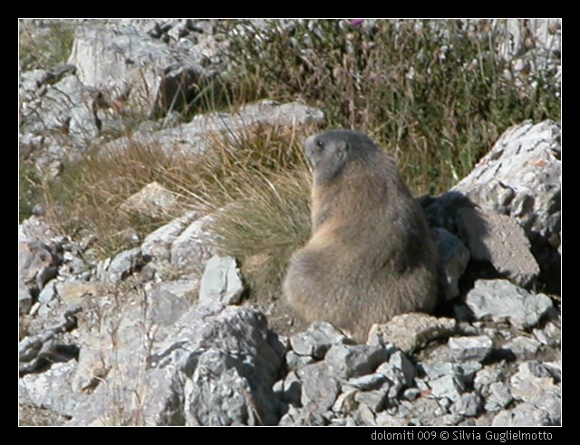 dolomiti 009.JPG