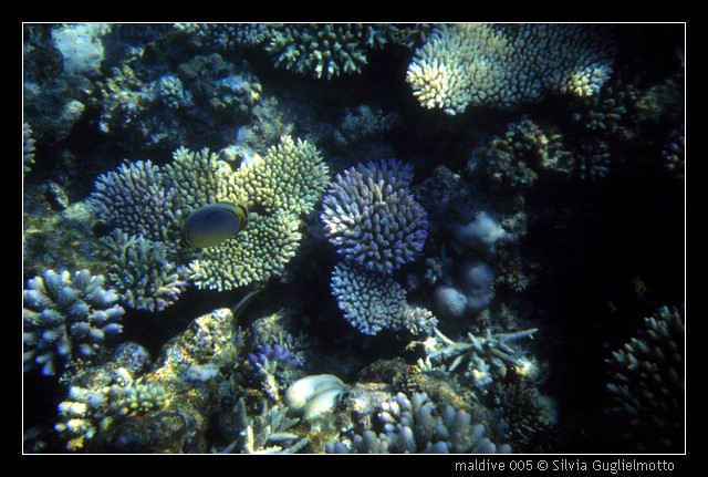 maldive 005.jpg