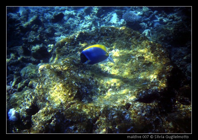 maldive 007.jpg