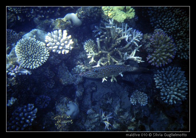 maldive 010.jpg