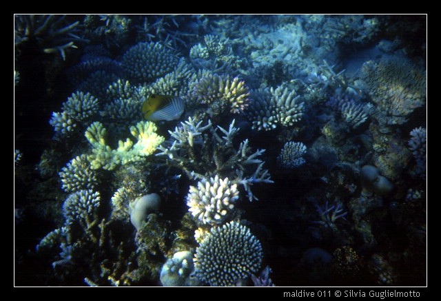 maldive 011.jpg