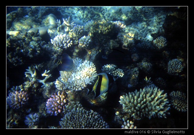 maldive 016.jpg