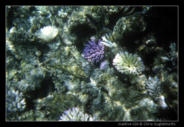 maldive 024.jpg