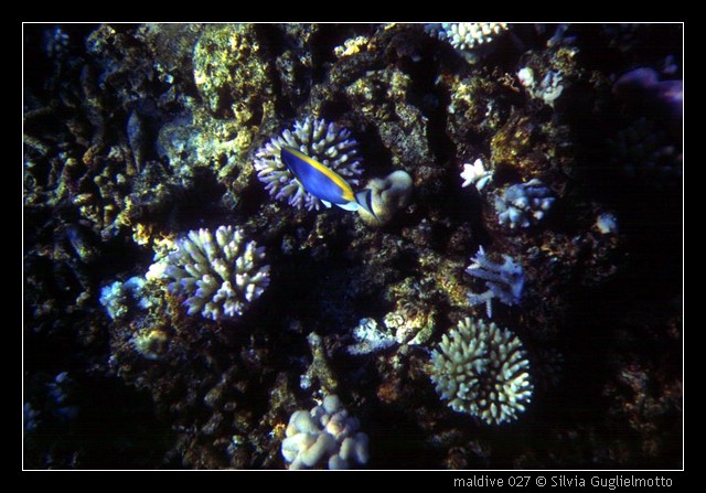maldive 027.jpg