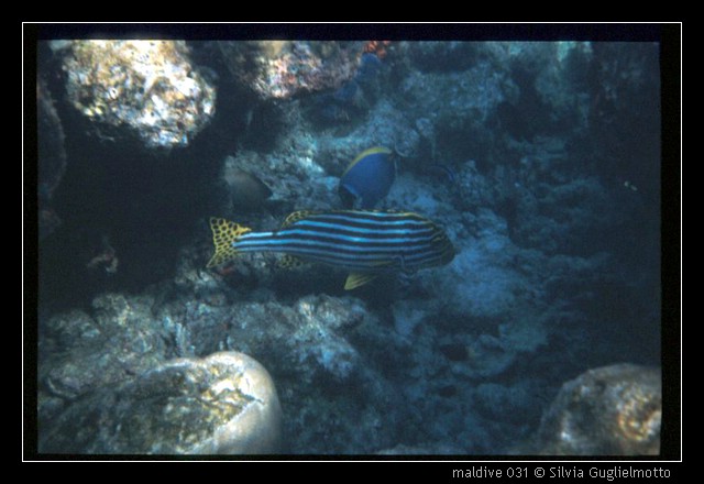 maldive 031.jpg