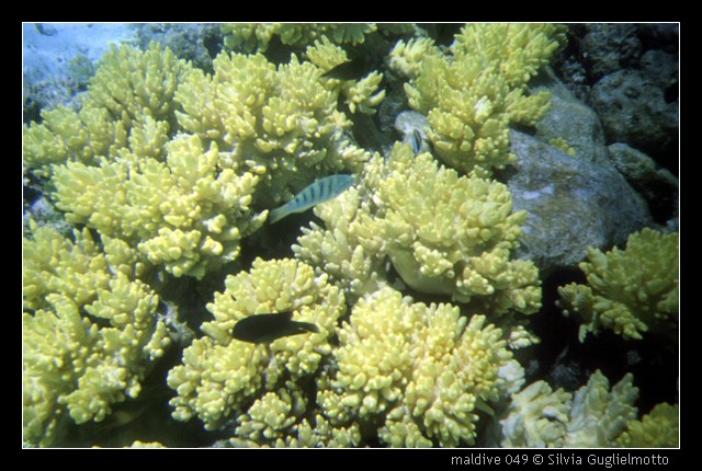 maldive 049.jpg
