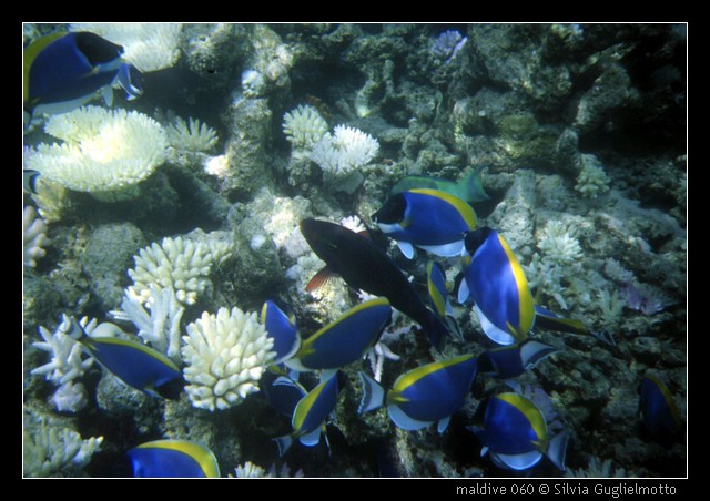 maldive 060.jpg