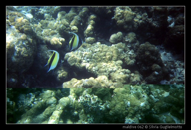 maldive 062.jpg
