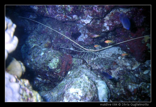 maldive 084.jpg
