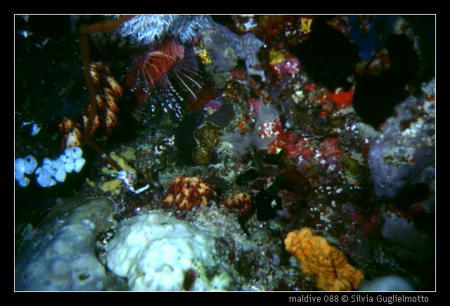maldive 088.jpg