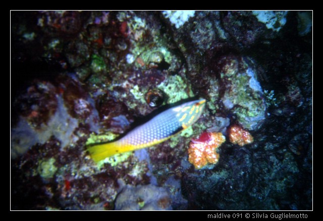 maldive 091.jpg