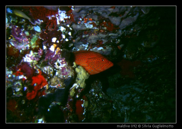 maldive 092.jpg