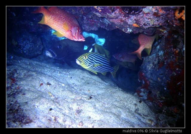maldive 096.jpg