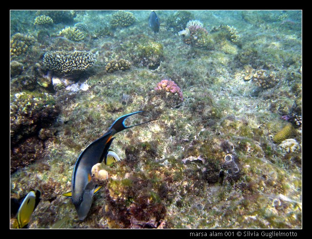 marsa alam 001.jpg