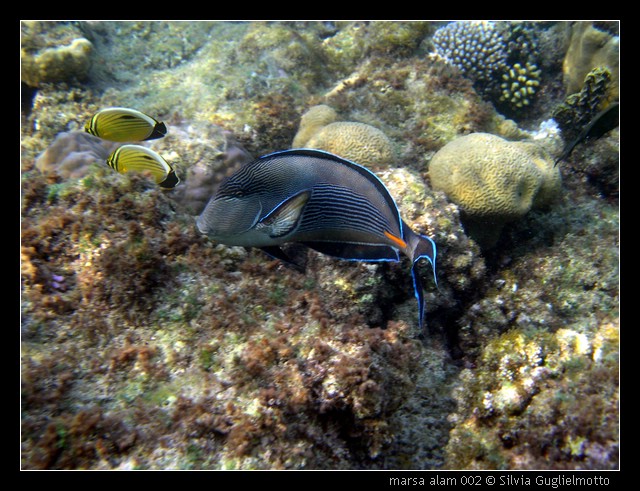 marsa alam 002.jpg