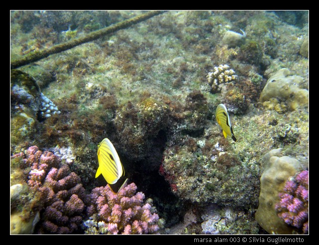 marsa alam 003.jpg