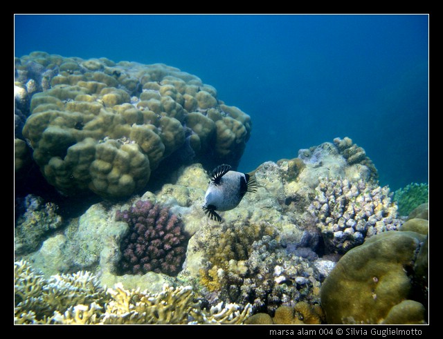 marsa alam 004.jpg