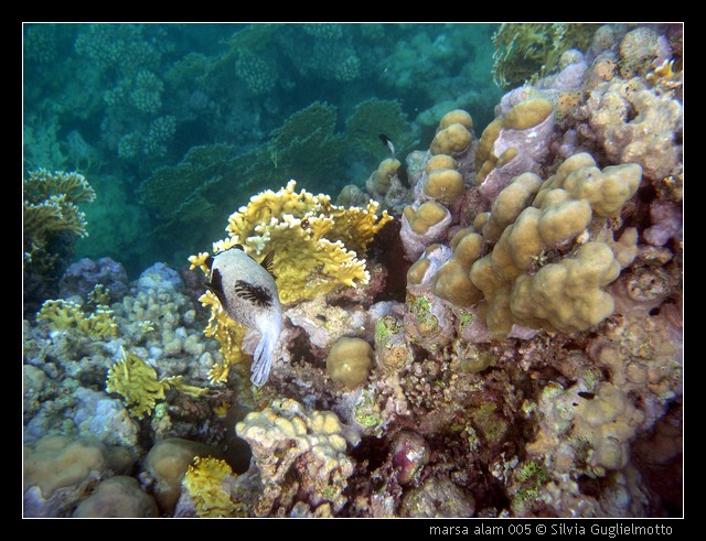 marsa alam 005.jpg