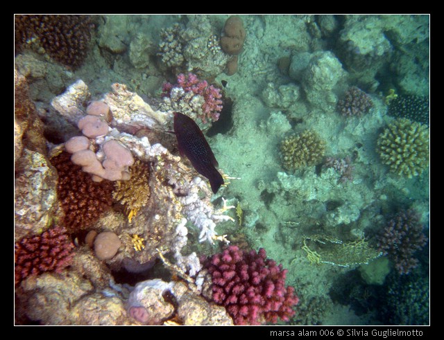 marsa alam 006.jpg