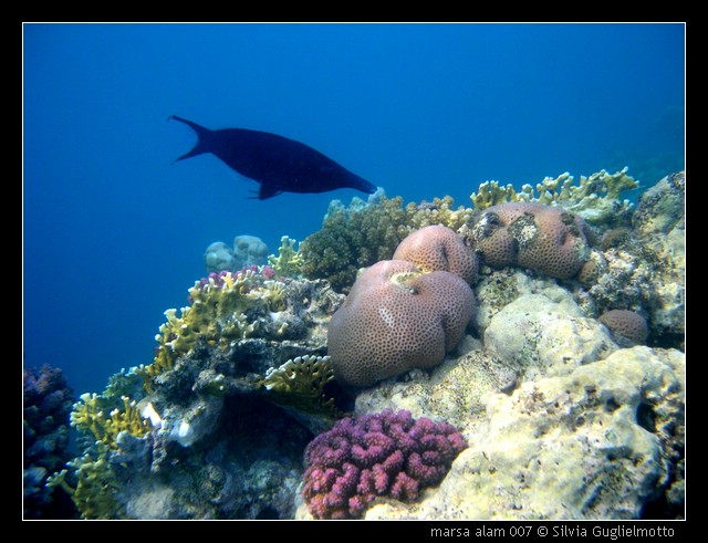 marsa alam 007.jpg