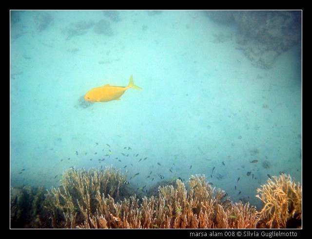 marsa alam 008.jpg