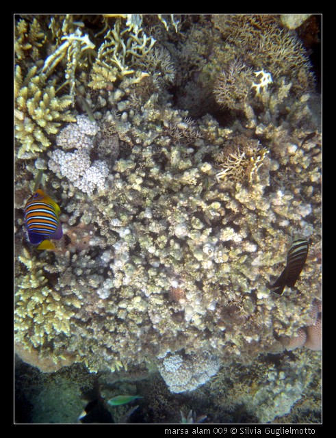 marsa alam 009.jpg
