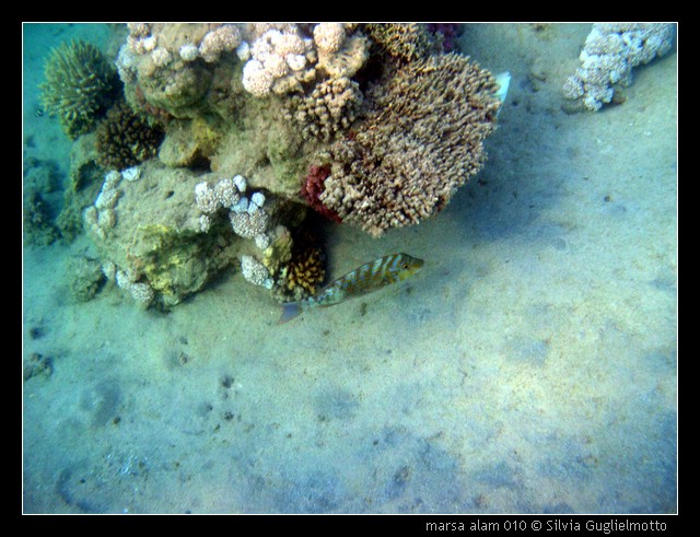 marsa alam 010.jpg