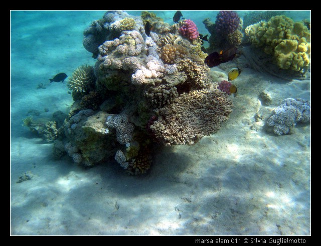 marsa alam 011.jpg