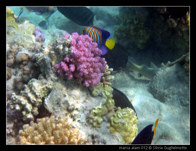 marsa alam 012.jpg