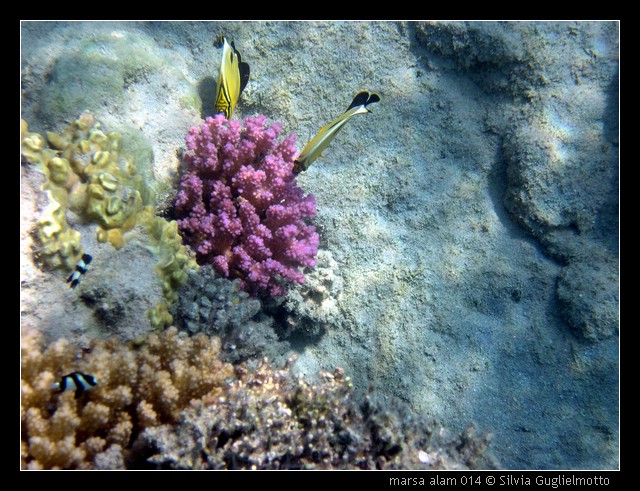 marsa alam 014.jpg