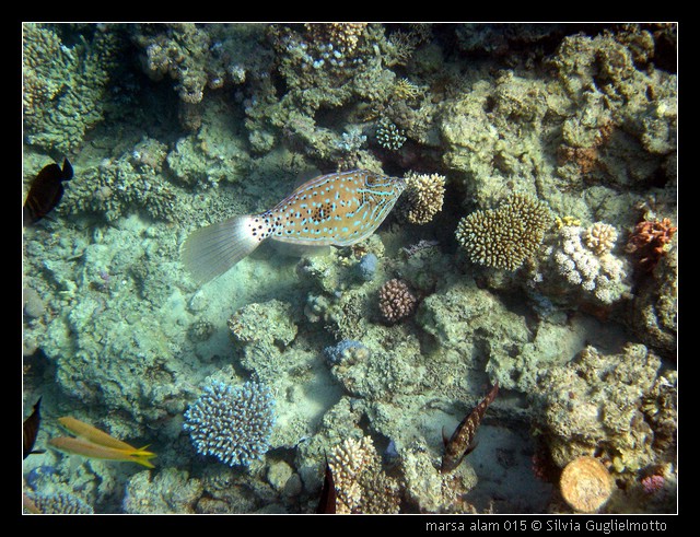 marsa alam 015.jpg