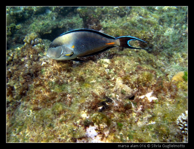 marsa alam 016.jpg