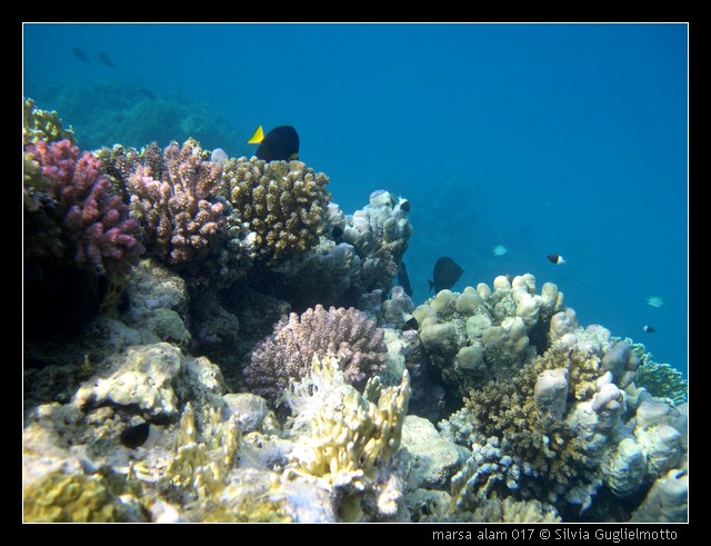 marsa alam 017.jpg