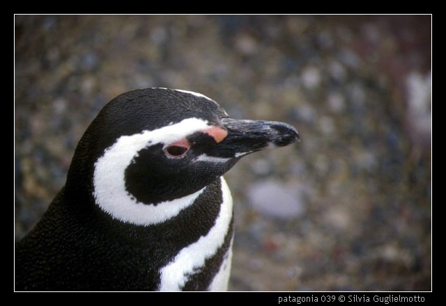 patagonia 039.jpg