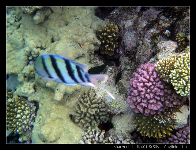 sharm el sheik 001.jpg