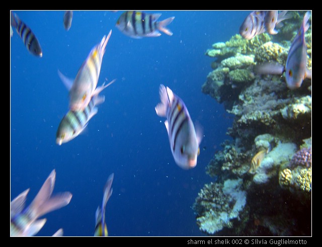 sharm el sheik 002.jpg