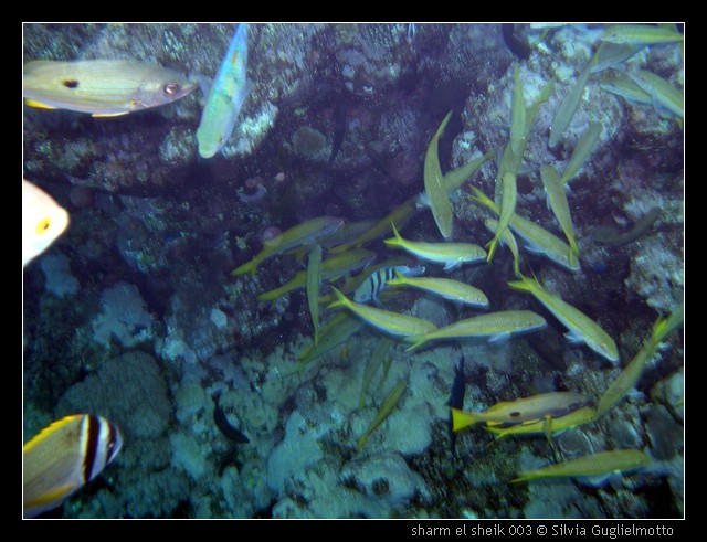 sharm el sheik 003.jpg