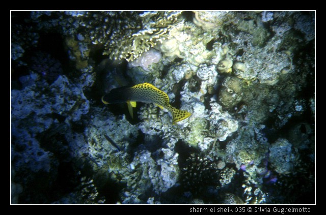 sharm el sheik 035.jpg