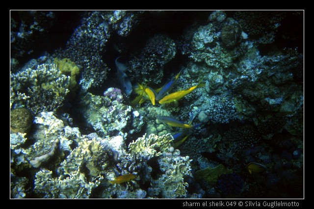 sharm el sheik 049.jpg