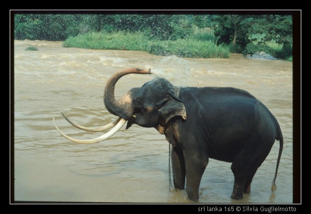 sri lanka 165.jpg