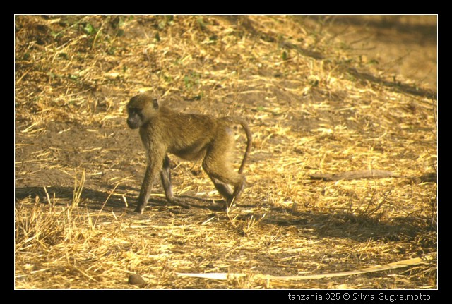 tanzania 025.jpg