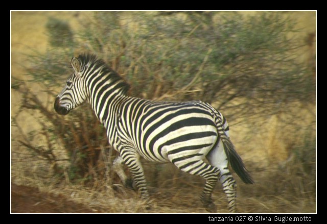 tanzania 027.jpg