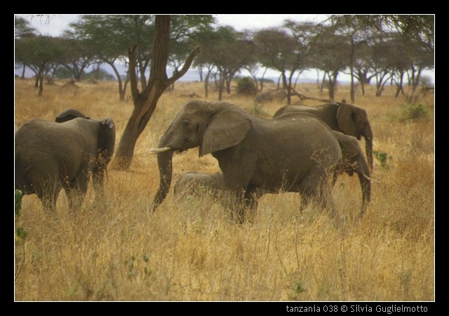 tanzania 038.jpg